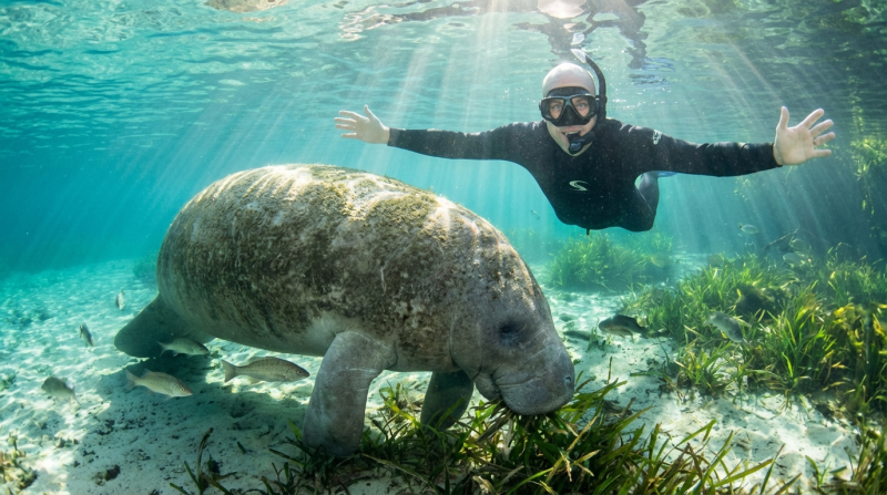Swimming with Manatees Near Orlando Florida